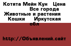 Котята Мейн Кун › Цена ­ 15 000 - Все города Животные и растения » Кошки   . Иркутская обл.